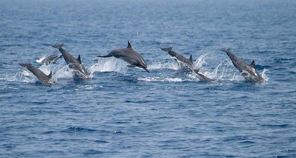 Dolphins off Trincomalee